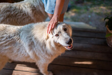 Closeup Of Happy White Great Pyrenees Dog Looking Up At Camera With Open Mouth And Person Owner Petting Touching Head Outside At Home Wooden Porch