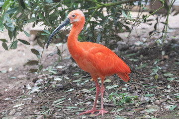 Canvas Print - red heron