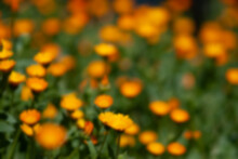 Blurred Background Of Field Of Orange Flowers 