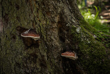 Tremellaceae Mushrooms Growing On A Tree In The Forest