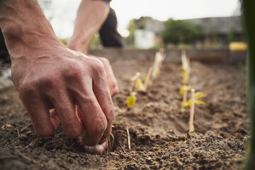 Sticker - Young Caucasian rural man planting garlic in the ground at his farm.