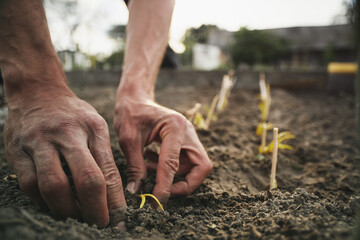 Poster - Young Caucasian rural man planting garlic in the ground at his farm.