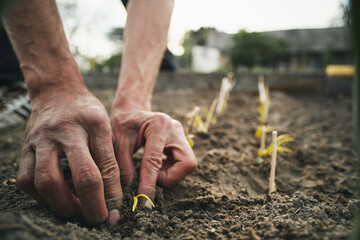 Poster - Young Caucasian rural man planting garlic in the ground at his farm.