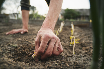 Wall Mural - Young Caucasian rural man planting garlic in the ground at his farm.