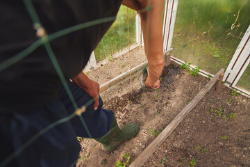 Poster - Young Caucasian rural man watering seedlings in his greenhouse.