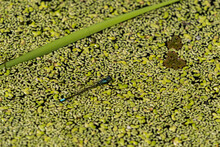 One Damselfly  Resting On The Duckweed Filled Pond Surface Beside A Piece Of Green Grass