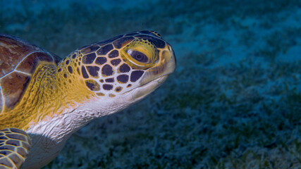 Wall Mural - The Face of a Green Turtle at the Frederiksted Pier in St Croix of the US Virgin Islands