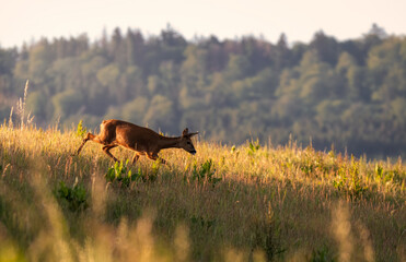 Wall Mural - Red deer in the grass. Deer in the forest. Deer in the woods