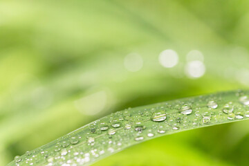  草の葉についた雨上がりの水滴