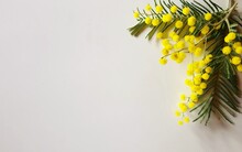 Australian Wattle Free Stock Photo - Public Domain Pictures
