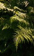 A big fern plant in sunset light with dark background - close up view