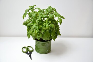 Kitchen herb basil in green pot with scissors