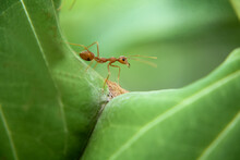 Red Ant On Leaf