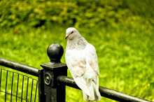 White Pigeon Is Standing On Fence In Central Park In New York City.