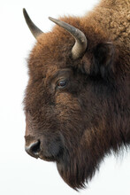 American Bison Head Isolated On White Background.