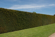 Traditional Old Yew Hedge (Taxus Baccata) In A Garden In Rural Somerset, England, UK