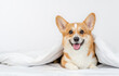 Smiling Pembroke welsh corgi dog lies under white blanket at home