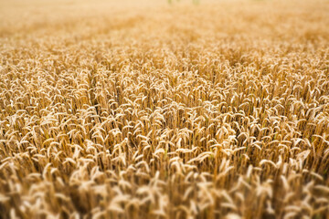 yellow wheat field in summer time