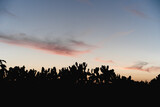 Fototapeta Konie - Silueta negra de unos cactus con un cielo naranja y azul al atardecer