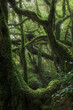 dense rainforest overgrown with  moss