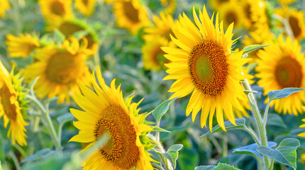 Many sunflower flowers are in full bloom. The field is sown with oilseeds - sunflower.