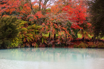 Poster - Autumn park in New Zealand