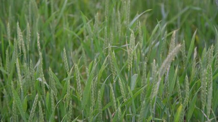 Sticker - light wind sways tender wheat spike ripening ears and leaves on thin stems in boundless farm field slow motion close upper view