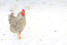 One Barred Plymouth Rock Rooster In Snow