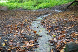 Fototapeta Sawanna - Small stream winds through fallen leaves
