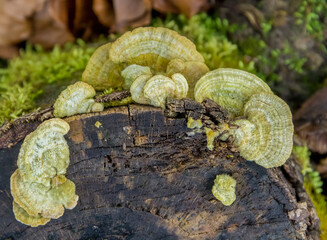 Poster - natural bracket fungus closeup