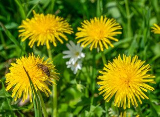 Canvas Print - dandelion flowers and bee