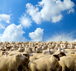 herd of sheep