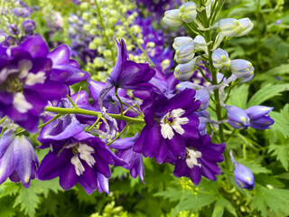 Wall Mural - Top view on isolated purple flowers (delphinium fountain) with green leaves