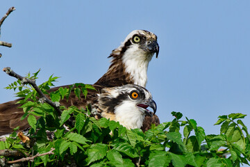 shots of osprey along the chesapeake bay.