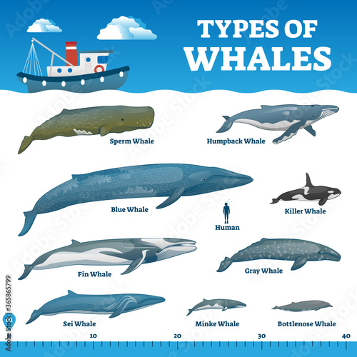 Cuadros en Lienzo Types of whales educational labeled wildlife comparison vector illustration