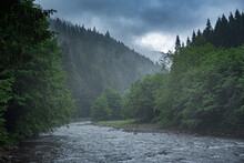 Mountain River On The Background Of A Fir Forest.