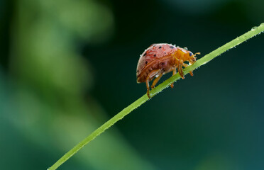 Wall Mural - Close-up view of the ladybug on the plant
