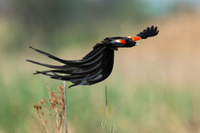 Euplecte à Longue Queue,.Euplectes Progne, Long Tailed Widowbird, Afrique Du Sud