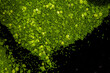 duckweed graphic pattern floating over the pond