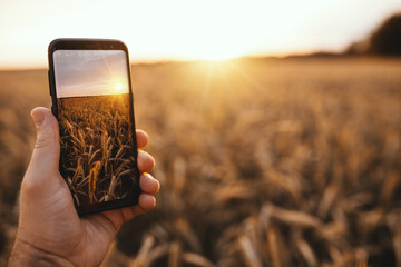 Picture of man's hand holding smartphone with beautiful picture on screen. Golden wheat or wheatears. Sunset or sunrise period. Phone advertisement.