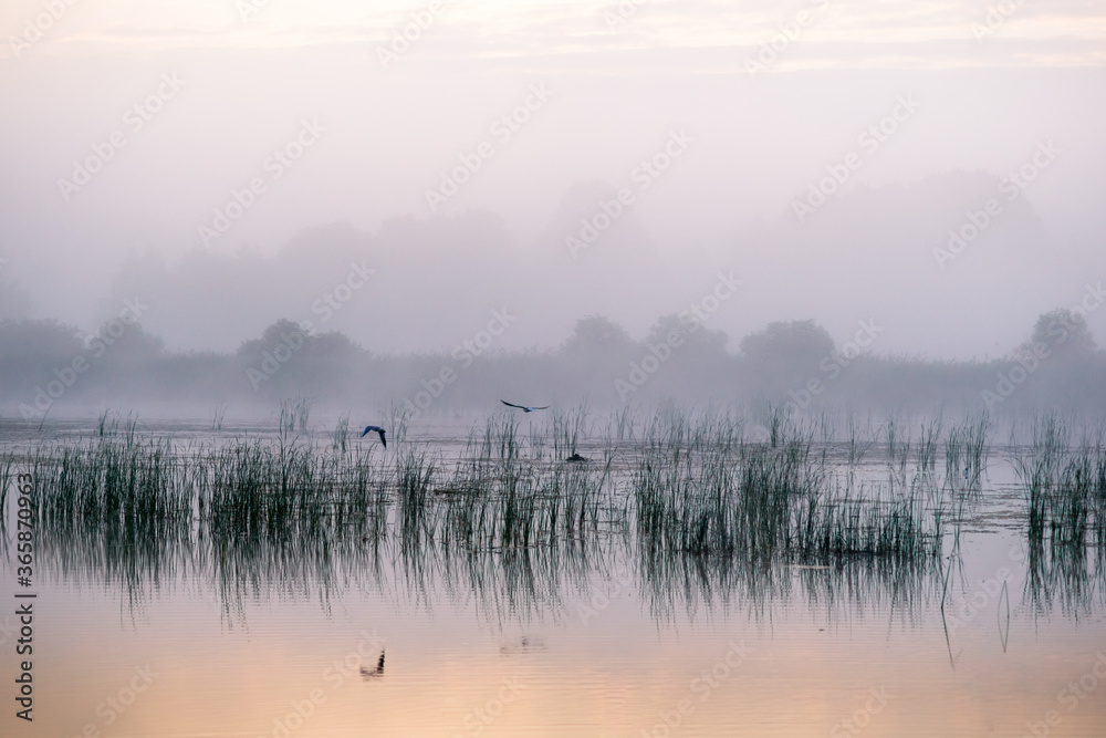 Obraz na płótnie mglisty świt nad jeziorem. ptaki w salonie
