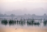 Fototapeta  - mglisty świt nad jeziorem. ptaki
