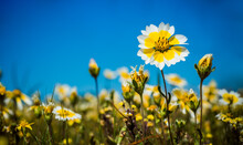Northern California Meadow With Coastal Tidytips Wildflower Blooming