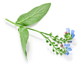 Wall Mural - The Common Comfrey (Symphytum officinale) herb isolated on a white background.