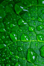 Green Hydrangea Leaves With Rain Drops