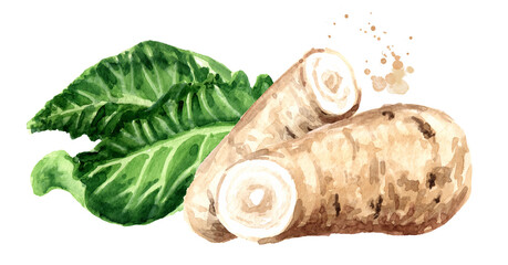 Horseradish root with leaves and grated horseradish. Hand drawn watercolor illustration, isolated on white background