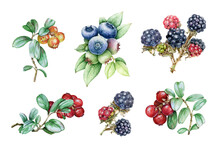 Blueberry, Blackberry And Cowberry Watercolor Illustration Set. Variety Of Wild Juicy And Tasty Organic Berries Collection. Huckleberry And Lingonberry With Green Leaves Elements  On White Background