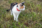 Fototapeta Krajobraz - mały kotek na łące