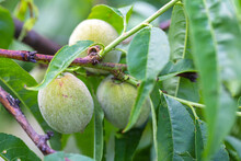 Macro Of Unripe Green Peach Growing On The Peach Tree In Summer. Close Up