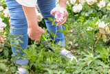 Fototapeta Mapy - A female gardener in blue jeans in the garden cuts a blooming pink rose